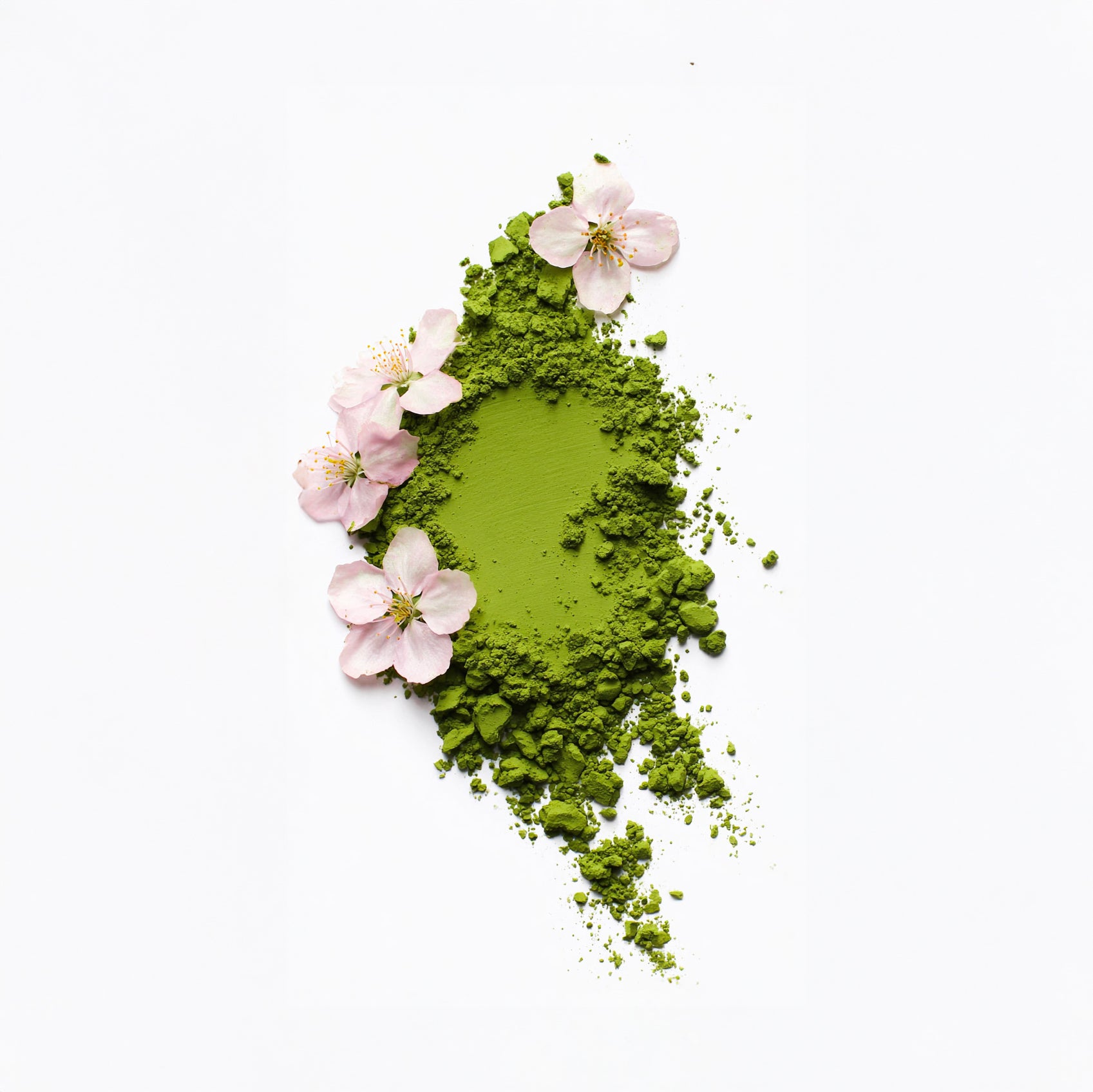 Swatch of vibrant green Sakura Matcha powder with pink cherry blossom flowers on white background